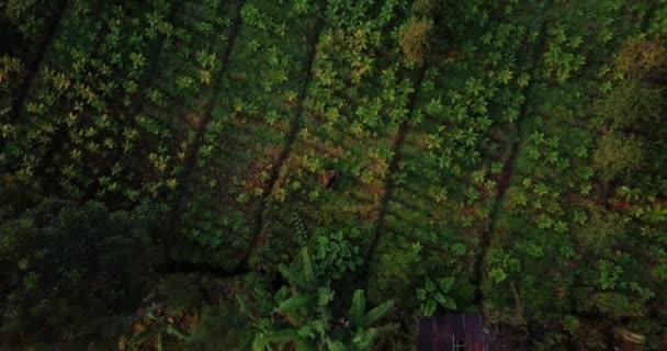 在种植园里种植的烟草植物的鸟眼无人驾驶照片 印度尼西亚Temanggung Sindoro山斜坡 — 图库视频影像