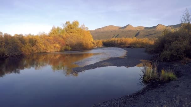 Tiro Panned Das Cores Queda Longo Rio Salmão Kodiak Island — Vídeo de Stock