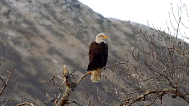 一只秃头鹰张开爪子和爪子 坐在高高的树上俯瞰阿拉斯加科迪亚克岛的群山和荒野 — 图库视频影像