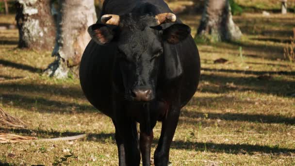 カメラに面した大規模な黒いアンダルシア牛立ち牧草地の中ショット — ストック動画