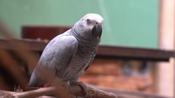 Nesli Tükenmekte Olan Orta Büyüklükteki Kongo Gri Papağanı Ahşap Kütüğe — Stok video