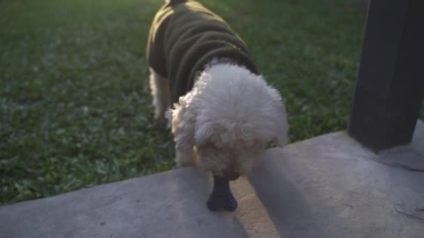Onwaarschijnlijk Kauwen Rubber Bot Voor Coton Tulear Ras Hond — Stockvideo