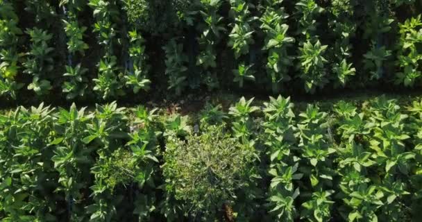 Vue Aérienne Haut Vers Bas Des Plants Tabac Poussant Sur — Video
