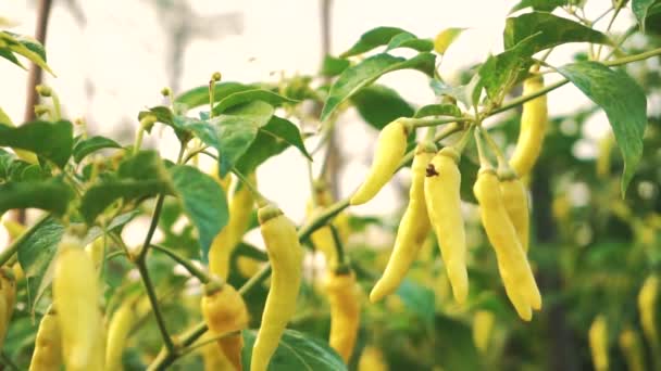 Nahaufnahme Von Würzigem Chili Das Morgens Auf Einem Plantagenfeld Wächst — Stockvideo