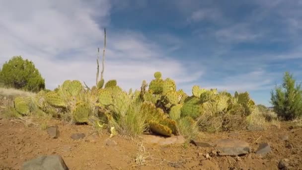 Disparo Lapso Tiempo 360 Grados Entre Los Cactus Rocas Arena — Vídeos de Stock