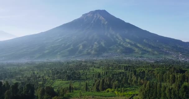 Tembakan Drone Dari Perkebunan Tembakau Pedesaan Dengan Gunung Raksasa Latar — Stok Video