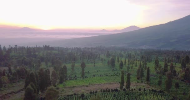 Aerial Drone Shot Trees Plantation Mountain Foggy Golden Sunrise Central — Stock Video