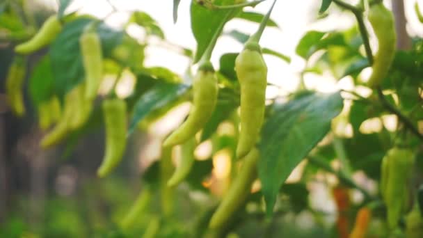 Närbild Skott Kryddig Chili Växer Plantage Fält Morgonen Indonesien Asien — Stockvideo