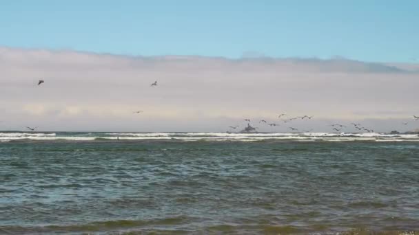 ブラウンペリカンは太平洋上を飛んでティラムック ロック灯台 オレゴン州に向かう — ストック動画