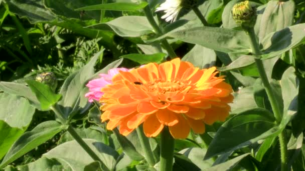 Primer Plano Flor Amarilla Patula Tagetes Otra Rosa Con Fondo — Vídeo de stock