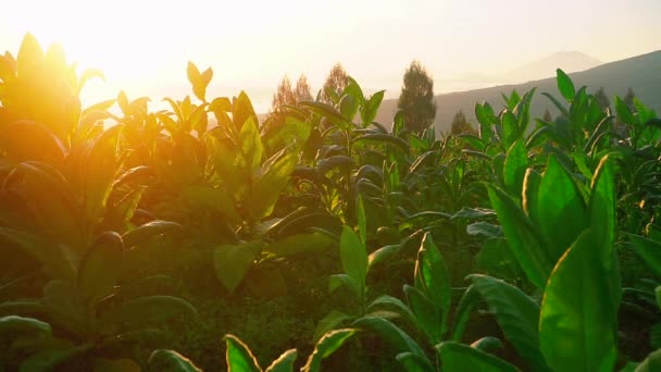 Gros Plan Des Feuilles Vertes Tobacco Plant Contre Lever Soleil — Video