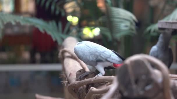 知的飼いならされたコンゴアフリカの灰色のオウム Psittacus Erithacus身づくろい 前足と首の羽をPreeningと傷前油を維持するために — ストック動画