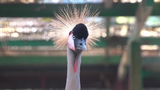 Exotic Species Grey Crowned Crane Balearica Regulorum Skinny Long Neck — Stock Video