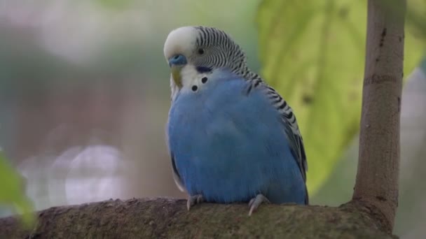 Χαριτωμένο Αρσενικό Budgerigar Melopsittacus Undulatus Μπλε Cere Κοιμούνται Ειρηνικά Δέντρο — Αρχείο Βίντεο