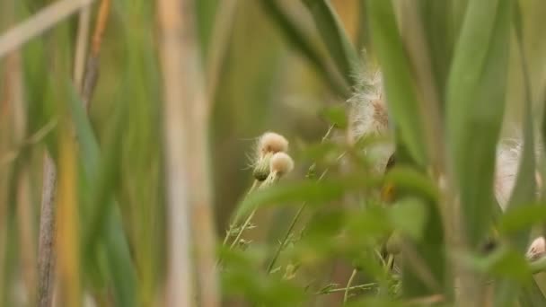 American Goldfinch Bird Perches Thistles Meadow Grassland Feds Seeds — стокове відео