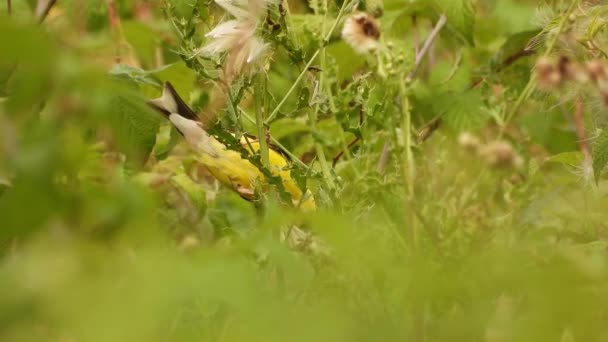 Wildlife Close Geel Amerikaanse Goudvink Vogel Pikken Tussen Groene Bladeren — Stockvideo