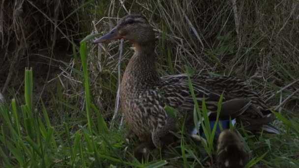Female Mallard Duck Cute Fluffy Baby Ducklings Nestling Keeping Warm — стокове відео
