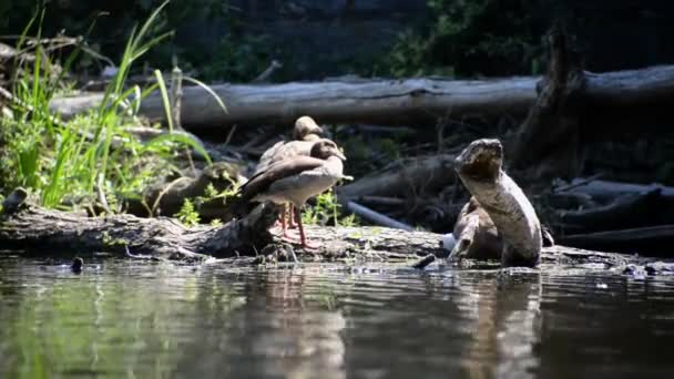 Dwie Duże Kaczki Siedzące Brzegu Rzeki Pomiędzy Drewnem Dryfującym Trzcinami — Wideo stockowe