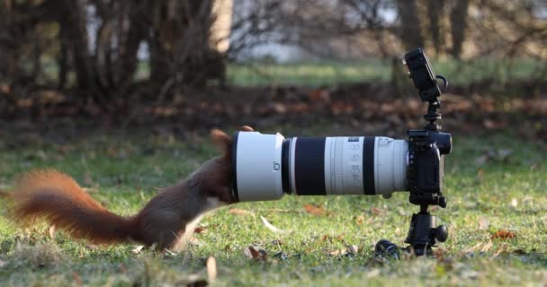 Eekhoorn Weet Dat Ergens Een Noot Deze Camera Moet Staan — Stockvideo