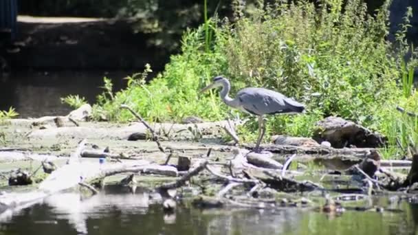 暑い夏の風に揺れる緑の植物の前の浅い川の水の中に立つ灰色のヘロンの手持ち映像 — ストック動画