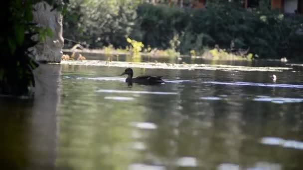 Pato Hembra Nadando Aguas Tranquilas Poco Profundas Del Río Desapareciendo — Vídeos de Stock