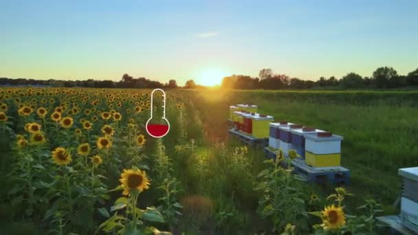 Globalne Ocieplenie Powoduje Potencjalne Wyginięcie Pszczół Niższej Tolerancji Cieplnej Koncepcja — Wideo stockowe
