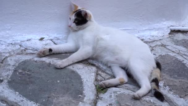 Kočka Spící Krásných Ulicích Skiathosu — Stock video