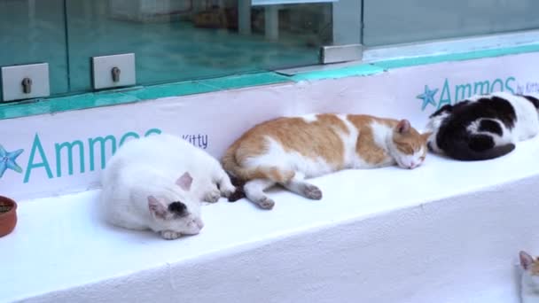 Grupo Gatos Durmiendo Las Calles Skiathos Grecia — Vídeos de Stock