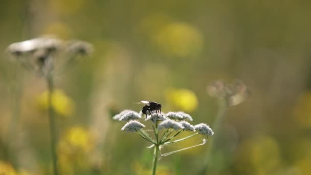 Insetto Che Riposa Fiore Dune Durante Giornata Sole Colpo Vicino — Video Stock