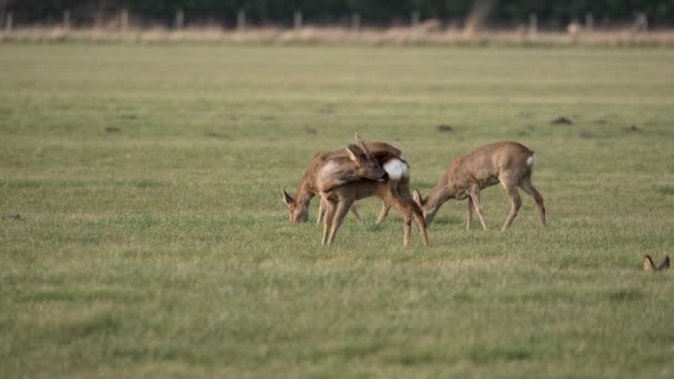 Een Kleine Kudde Reeën Herten Een Prachtige Weide Grazen Alert — Stockvideo