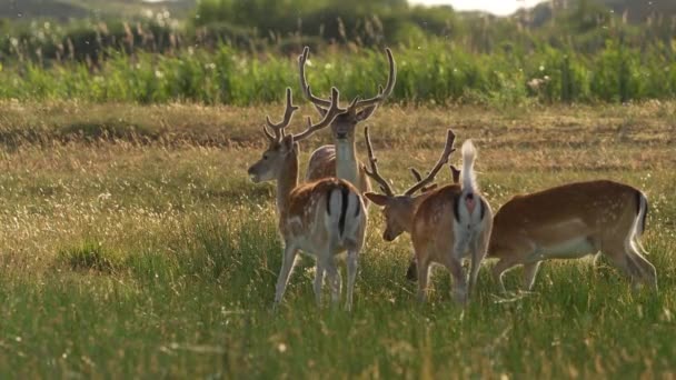 Famiglia Cervi Pascolo Sul Prato Con Polline Volante All Ora — Video Stock