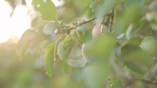 苹果树中的苹果 — 图库视频影像
