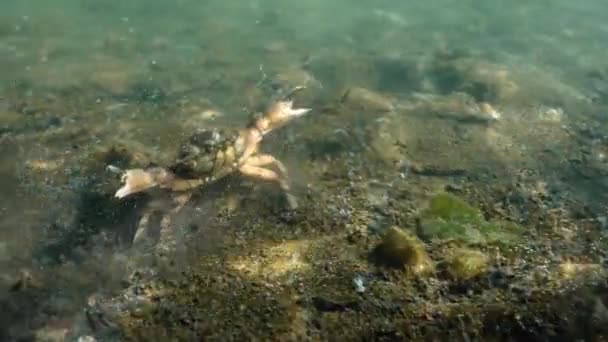 Pov Tir Sous Marin Crabe Vert Sauvage Rampant Sur Sol — Video