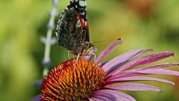 Mariposa Dama Pintada Recogiendo Néctar Flor Conejo Púrpura Jardín Macro — Vídeos de Stock