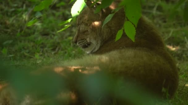 日当たりの良い夏の日に 彼らの環境へのカモフラージュ 影の中にユーラシア リンクスが隠れています 終わりだ — ストック動画