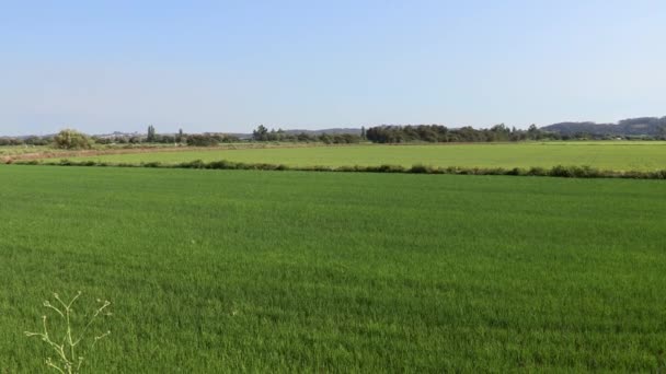 Velké Plochy Obdělávaných Rýžových Polí Kde Zelená Rostlina Již Různé — Stock video