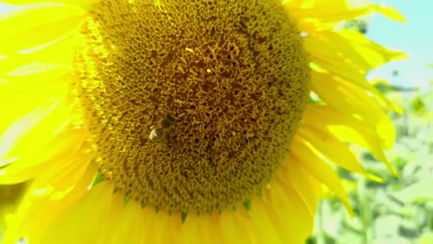 Zbliżenie Pszczoły Czołgającej Się Dużym Słoneczniku Zbierającym Nektar — Wideo stockowe