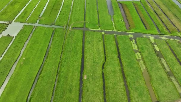 Aerial Drone Shot Volando Sobre Polders Holandeses — Vídeo de stock