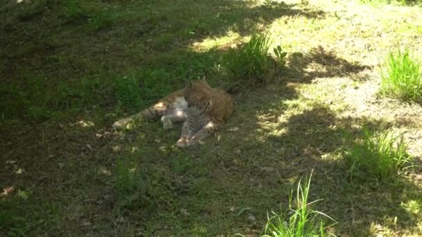 Eurasiska Lynx Ligger Och Vilar Trädet Skogen — Stockvideo