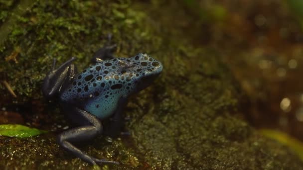Barvení Modrý Jed Šipka Žába Přírodě Zblízka Selektivní Zaměření — Stock video