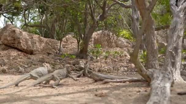 Niski Kąt Panning Shot Pokazujący Grupę Jaszczurek Iguana Spacerujących Dziczy — Wideo stockowe