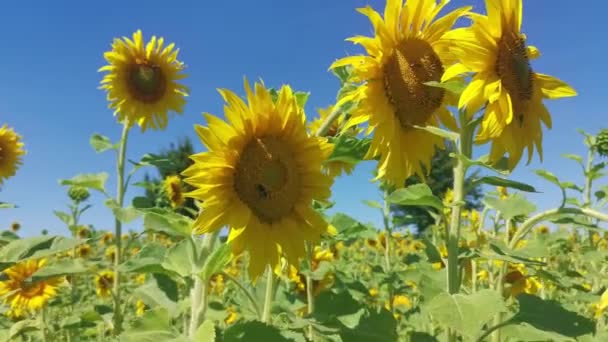 Büyük Ayçiçeği Yaprakları Üzerinde Arılar Sıcak Yaz Esintisinde Sallanırken Bir — Stok video