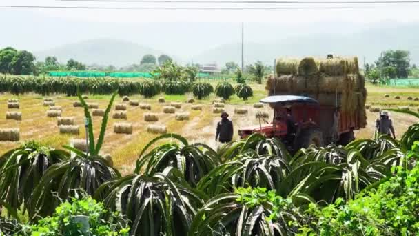 Mezőgazdasági Termelők Betakarítás Rakodási Óvadékok Hay Egy Traktor Pótkocsi Vietnamban — Stock videók