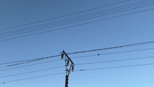 Oiseaux Tous Dans Une Rangée Sur Câble Ferroviaire Électrique Haut — Video