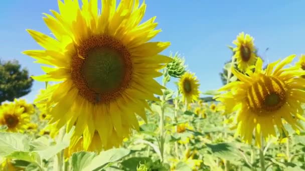 Grote Bloemblaadjes Van Zonnebloemplanten Zwaaien Warme Zomerbries Met Een Enkele — Stockvideo