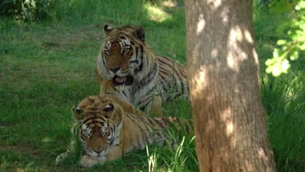 Бенгальський Тигр Наклеює Язик Щоб Охолодити Лежачи Трав Янистій Землі — стокове відео