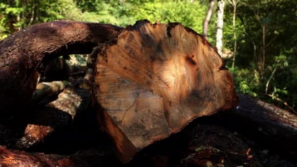 Klippta Träden Fälld Skog — Stockvideo
