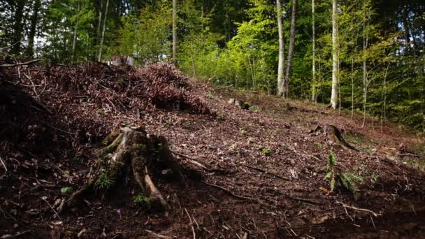 Sección Árboles Cortados Bosque Caído — Vídeo de stock