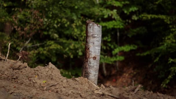 Seção Árvore Cortada Floresta Derrubada — Vídeo de Stock