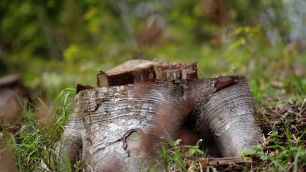 Sección Árboles Cortados Bosque Caído — Vídeo de stock